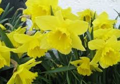 Påskens gudstjenester i vore kirker.