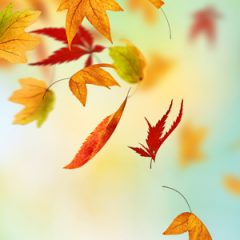 HØSTFEST I SANDHOLT LYNDELSE FORSAMLINGSHUS