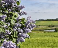 Pinsens Gudstjenster