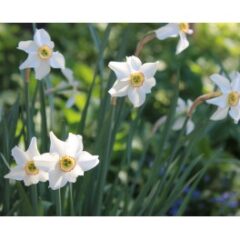 Gudstjenester i pinsen.